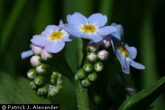 True Forget-me-not