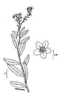 <i>Myosotis palustris</i> (L.) Hill