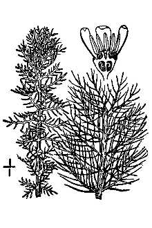 <i>Myriophyllum verticillatum</i> L. var. pectinatum Wallr.