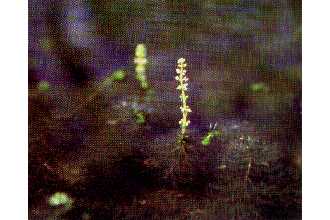 <i>Myriophyllum verticillatum</i> L. var. pectinatum Wallr.