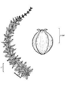 <i>Myriophyllum verticillatum</i> L. var. pinnatifidum Wallr.