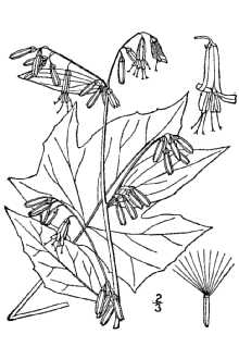 <i>Prenanthes altissima</i> L. var. cinnamomea Fernald