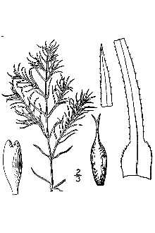 <i>Najas flexilis</i> (Willd.) Rostk. & Schmidt ssp. caespitosa Maguire