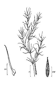 <i>Caulinia flexilis</i> Willd.