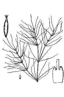 <i>Najas indica</i> (Willd.) Cham. var. gracillima A. Braun ex Engelm.