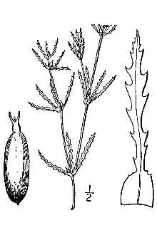 <i>Najas major</i> All. var. angustifolia A. Braun ex K. Schum.