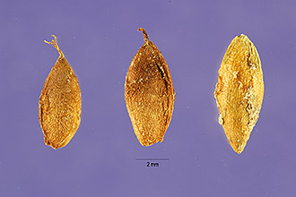<i>Najas gracilis</i> (Morong) Small
