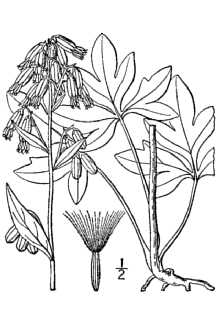 <i>Prenanthes trifoliolata</i> (Cass.) Fernald var. nana (Bigelow) Fernald