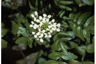 <i>Nasturtium officinale</i> W.T. Aiton var. siifolium (Rchb.) W.D.J. Koch