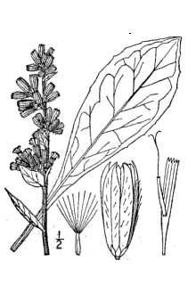 <i>Prenanthes racemosa</i> Michx. var. pinnatifida A. Gray