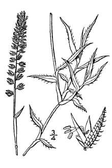 <i>Nazia racemosa</i> (L.) Kuntze