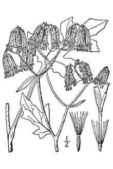 <i>Prenanthes integrifolia</i> (Cass.) Small