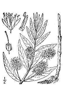 <i>Naumburgia thyrsiflora</i> (L.) Duby