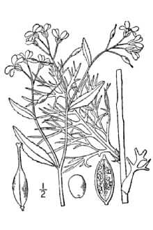 <i>Nasturtium lacustre</i> A. Gray