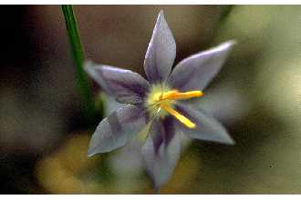 <i>Nemastylis acuta</i> Herb.