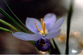 <i>Nemastylis acuta</i> Herb.