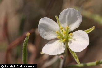 <i>Greggia camporum</i> A. Gray var. linearifolia (S. Watson) M.E. Jones