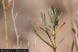 <i>Greggia camporum</i> A. Gray var. linearifolia (S. Watson) M.E. Jones