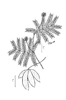 <i>Neptunia lutea</i> (Leavenworth) Benth. var. multipinnatifida B.L. Turner