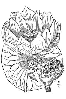 <i>Nelumbium luteum</i> Willd., orth. var.