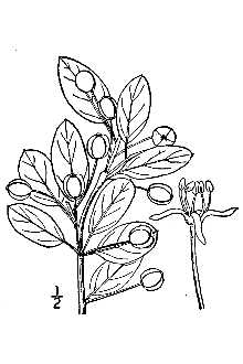 <i>Nemopanthus mucronatus</i> (L.) Loes.
