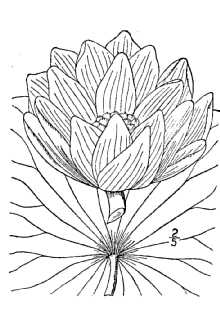 <i>Nelumbium speciosum</i> Willd., orth. var.