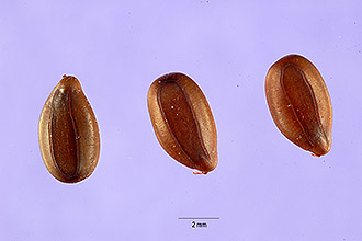 <i>Neptunia oleracea</i> Lour.