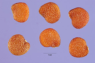 <i>Physalodes physalodes</i> (L.) Britton, nom. inval.