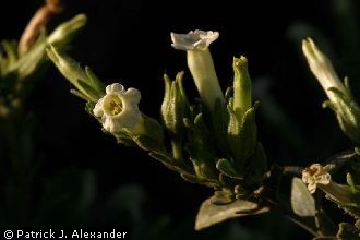 <i>Nicotiana trigonophylla</i> Dunal