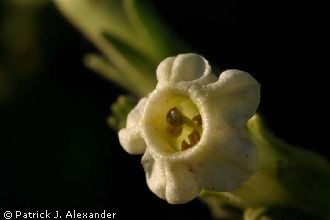 <i>Nicotiana trigonophylla</i> Dunal