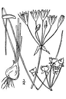<i>Allium bivalve</i> (L.) Kuntze