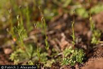 <i>Linaria canadensis</i> (L.) Chaz. var. texana (Scheele) Pennell