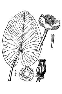 <i>Nuphar advena</i> (Aiton) W.T. Aiton ssp. ozarkana (G.S. Mill. & Standl.) D. Padge