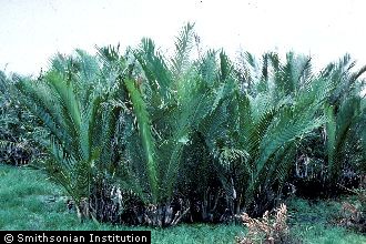Nipa Palm