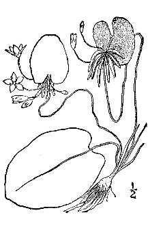 <i>Nymphoides lacunosa</i> (Vent.) Kuntze