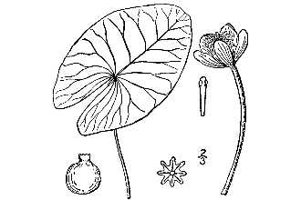 <i>Nuphar lutea</i> (L.) Sm. ssp. macrophylla (Small) E.O. Beal