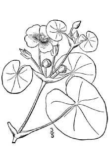 <i>Limnanthemum peltatum</i> S.G. Gmel.