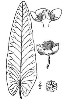 <i>Nymphaea sagittifolia</i> Walter