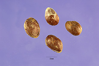 <i>Castalia tuberosa</i> (Paine) Greene