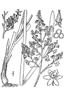 <i>Stenanthium leimanthoides</i> (A. Gray) Zomlefer & Judd