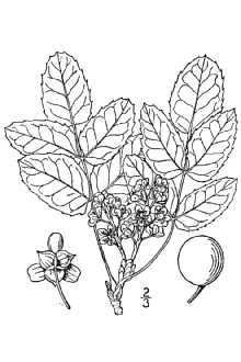 <i>Berberis aquifolium</i> Pursh