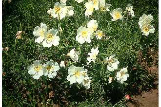 Whitest Evening Primrose