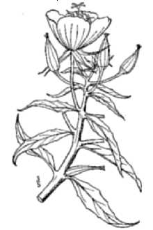 <i>Oenothera argillicola</i> Mack. var. pubescens Core & Davis