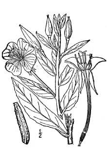 <i>Oenothera biennis</i> L. ssp. centralis Munz