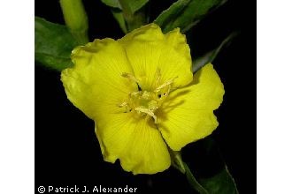 <i>Oenothera biennis</i> L. var. pycnocarpa (Atk. & Bartlett) Wiegand