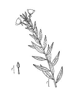 <i>Oenothera biennis</i> L. var. pycnocarpa (Atk. & Bartlett) Wiegand