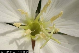 <i>Oenothera cespitosa</i> Nutt., orth. var.