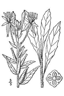 <i>Oenothera cruciata</i> (S. Watson) Munz, non Nutt. ex G. Don, nom. illeg.