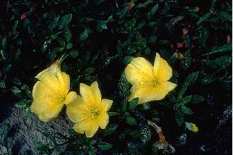 <i>Oenothera laciniata</i> Hill var. grandiflora (S. Watson) B.L. Rob.