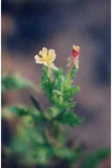 <i>Raimannia laciniata</i> (Hill) Rose